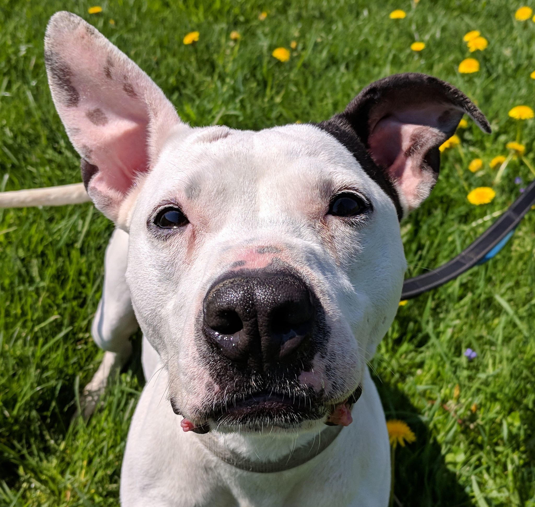 Ripley, an adoptable Pit Bull Terrier in Lisbon, OH, 44432 | Photo Image 3