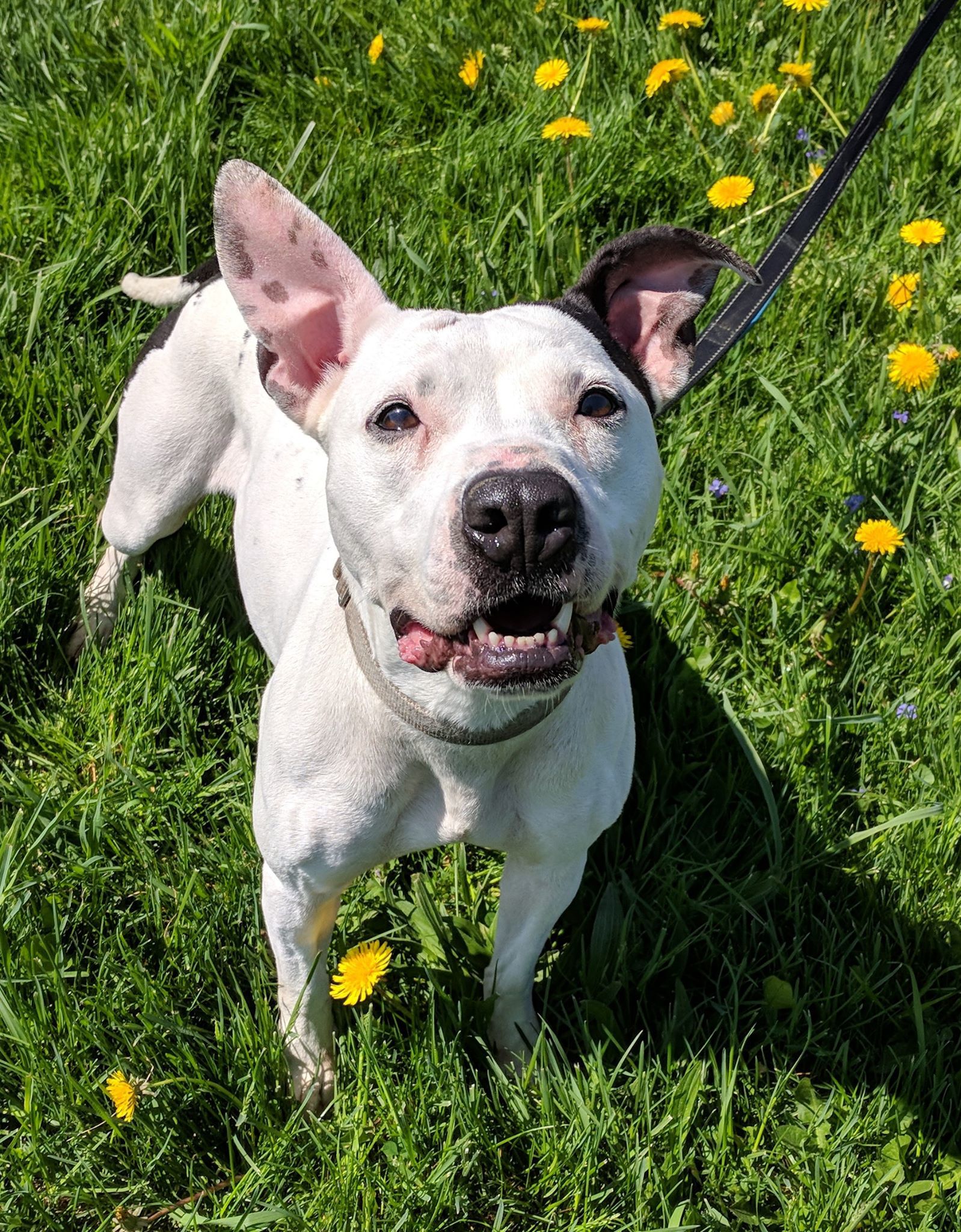 Ripley, an adoptable Pit Bull Terrier in Lisbon, OH, 44432 | Photo Image 5