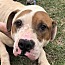 Bodie, an adoptable American Bulldog in Tuttle, OK, 73089 | Photo Image 1