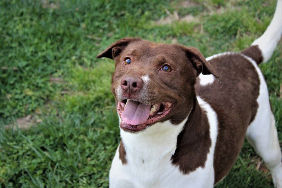 Justice, an adoptable Hound, Labrador Retriever in Leonardtown, MD, 20650 | Photo Image 1