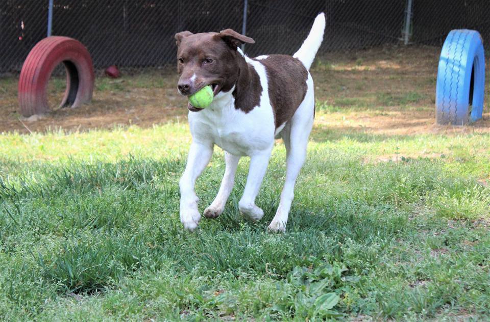 Justice, an adoptable Hound, Labrador Retriever in Leonardtown, MD, 20650 | Photo Image 2
