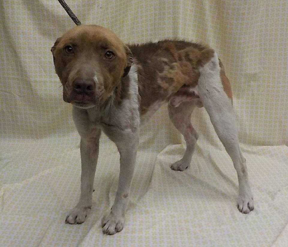 Justice, an adoptable Hound, Labrador Retriever in Leonardtown, MD, 20650 | Photo Image 3