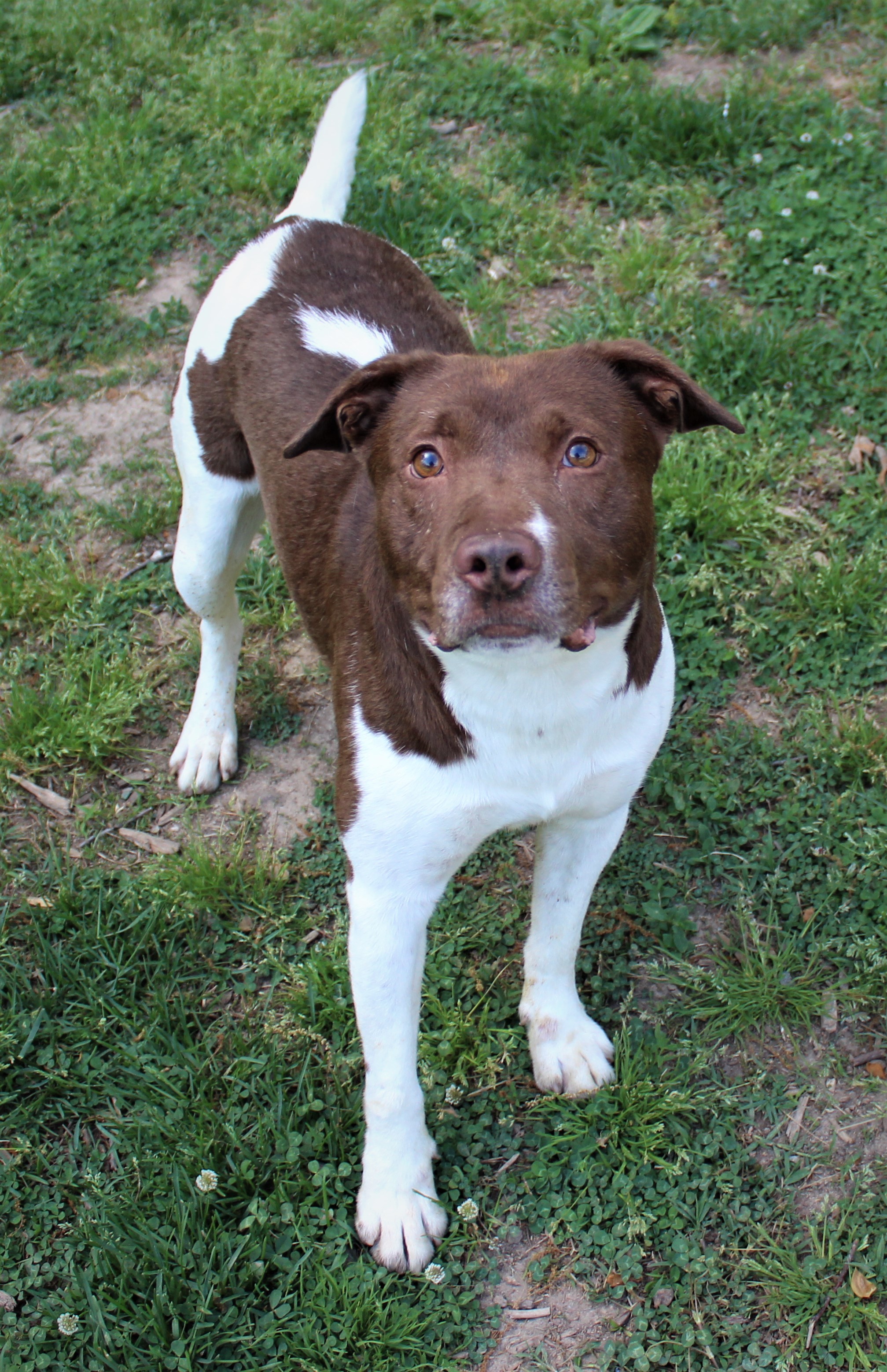 Justice, an adoptable Hound, Labrador Retriever in Leonardtown, MD, 20650 | Photo Image 4