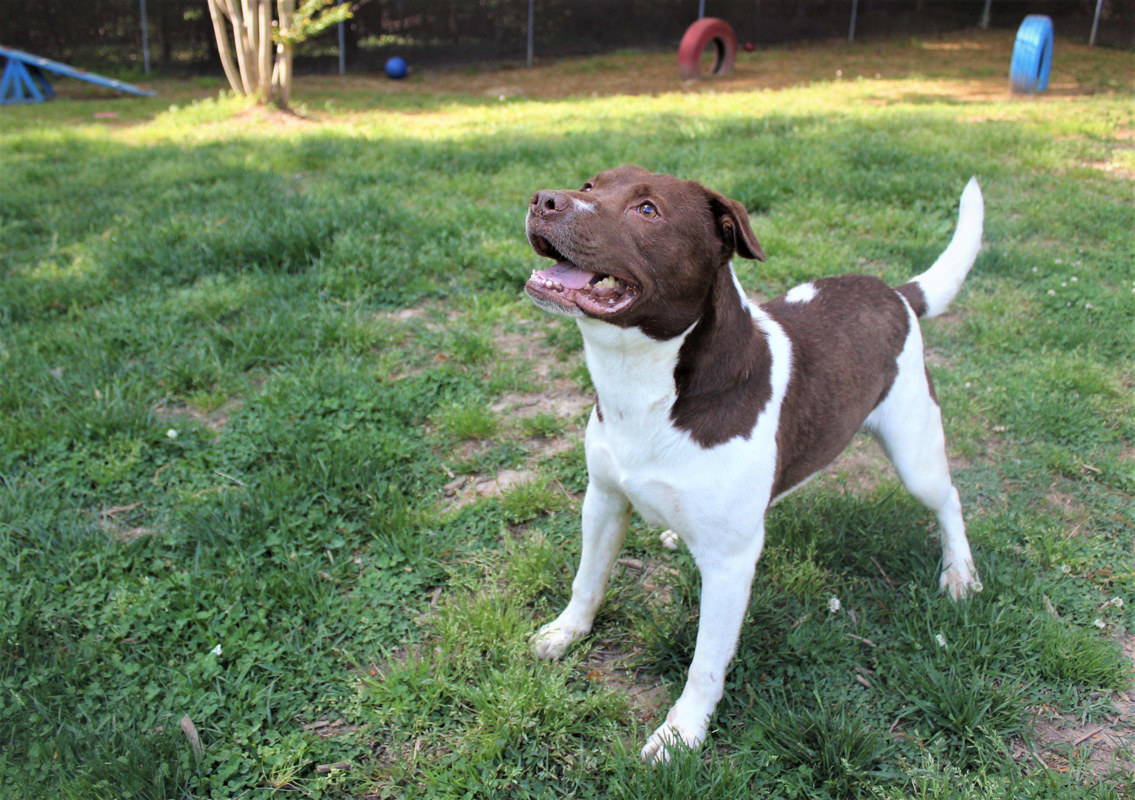 Justice, an adoptable Hound, Labrador Retriever in Leonardtown, MD, 20650 | Photo Image 5
