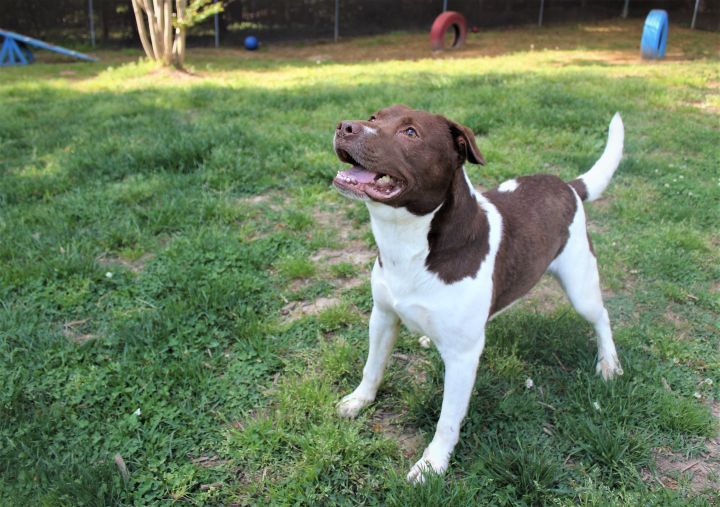 Justice, an adoptable Hound & Labrador Retriever Mix in Leonardtown, MD_image-5