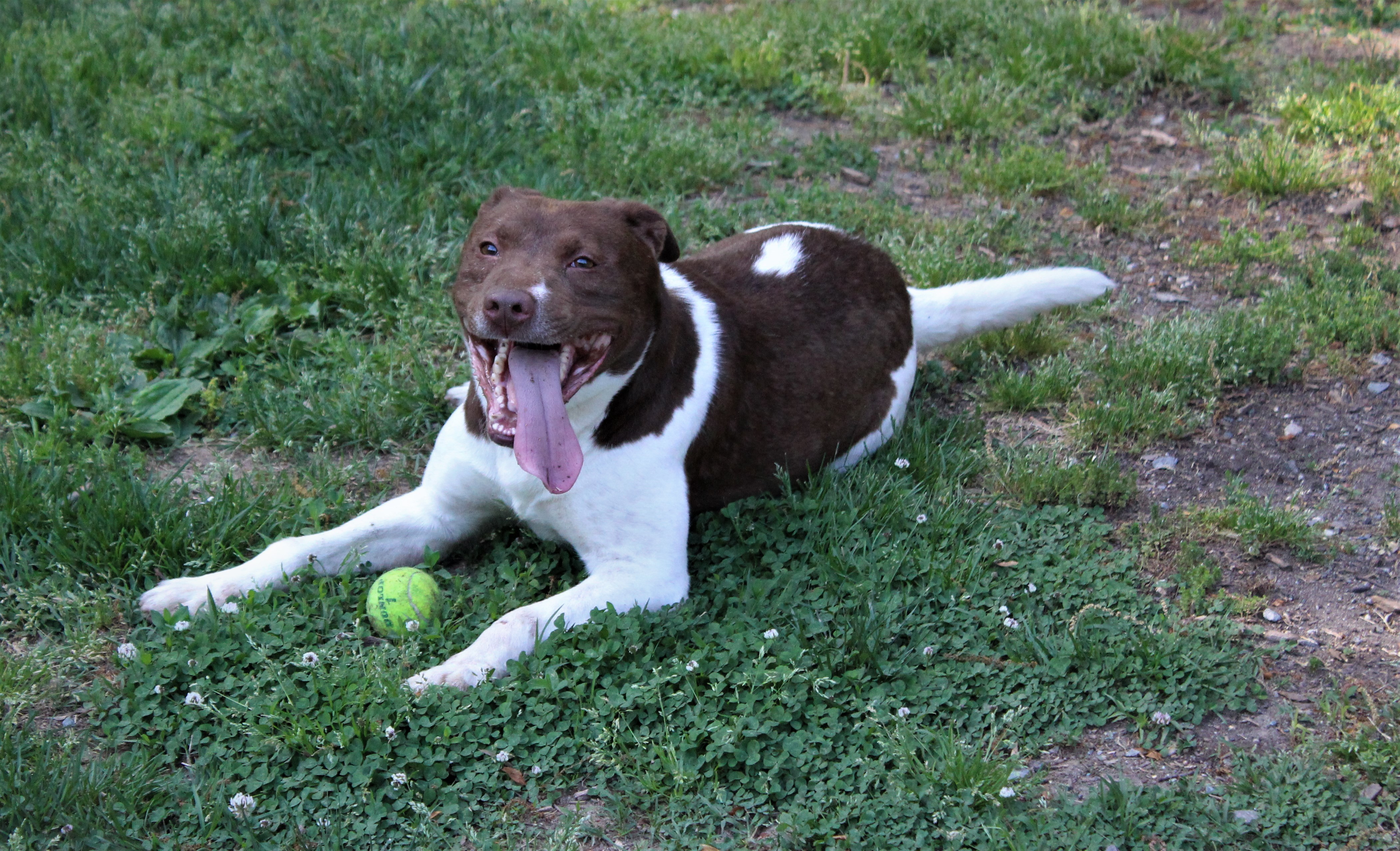 Justice, an adoptable Hound, Labrador Retriever in Leonardtown, MD, 20650 | Photo Image 6