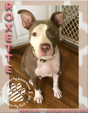 Roxette ADOPTION PENDING