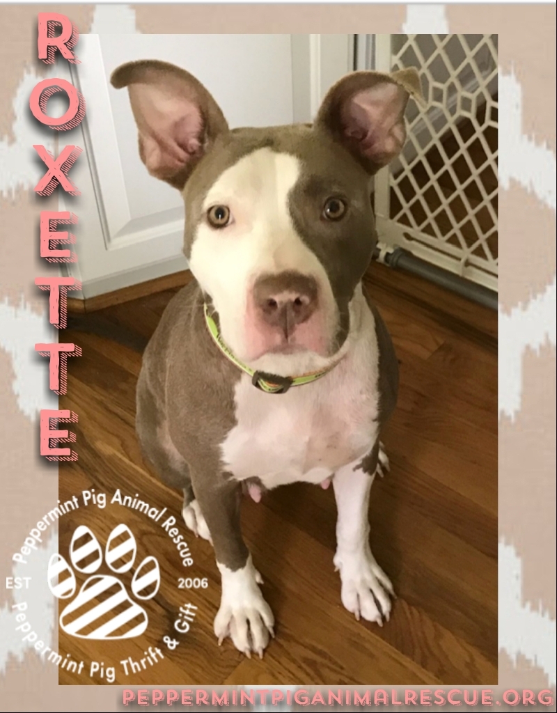 Roxette Adoption Pending detail page
