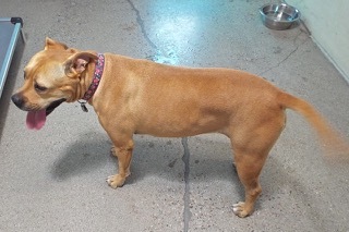 Lizbeth, an adoptable Boxer & Labrador Retriever Mix in Green Valley, AZ_image-4