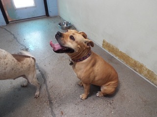 Lizbeth, an adoptable Boxer & Labrador Retriever Mix in Green Valley, AZ_image-5