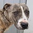 Bubba, an adoptable American Staffordshire Terrier in Tuttle, OK_image-1