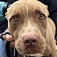 Buddy, an adoptable American Staffordshire Terrier in Tuttle, OK_image-1