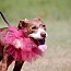 Coco, an adoptable American Staffordshire Terrier in Tuttle, OK_image-1