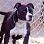 Cookie, an adoptable American Staffordshire Terrier in Tuttle, OK_image-1