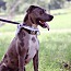 Crowley, an adoptable Hound in Tuttle, OK_image-1