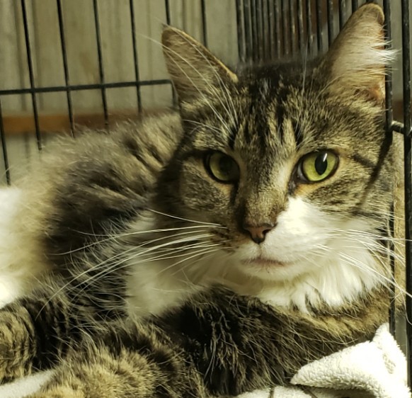Cat For Adoption Sophie A Domestic Medium Hair Tabby Mix In