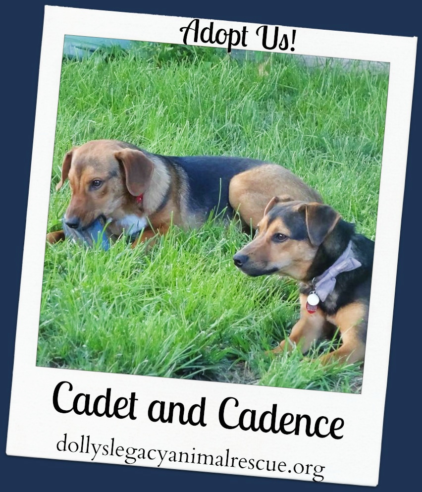 Cadence Cadet detail page