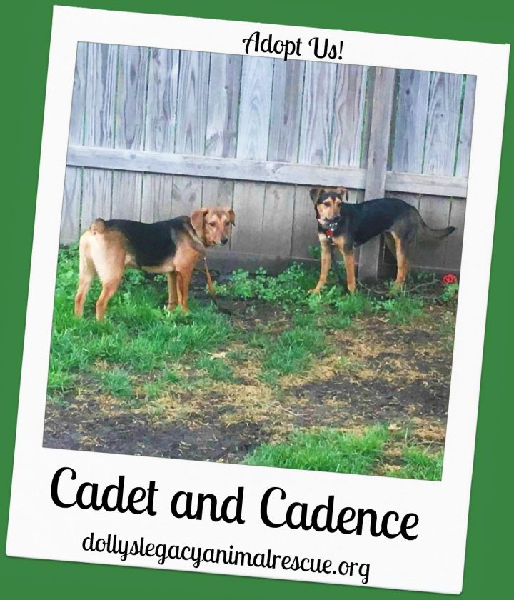 CADENCE & CADET 3