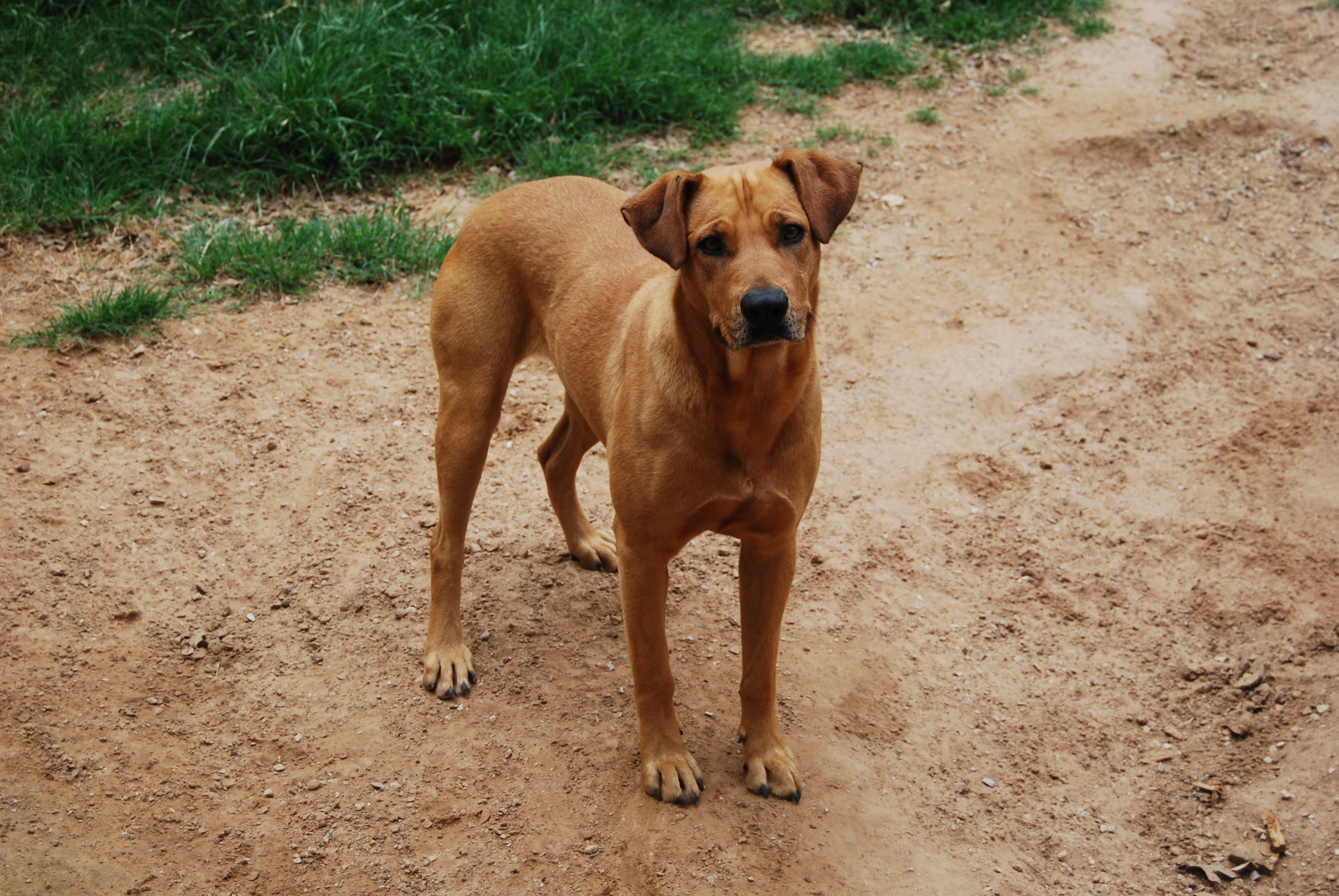 Katie, an adoptable Rhodesian Ridgeback in Paradise, TX, 76073 | Photo Image 2