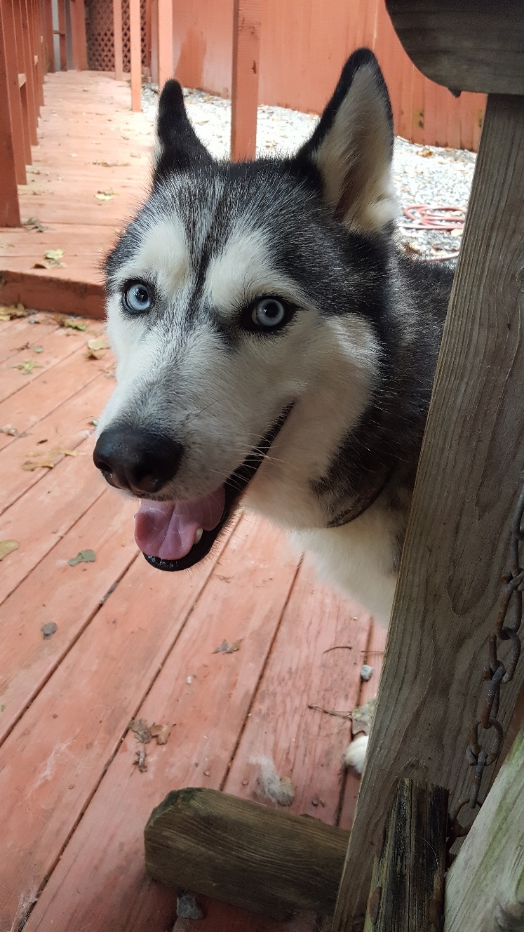 Shadow, an adoptable Siberian Husky in Ellijay, GA, 30540 | Photo Image 2
