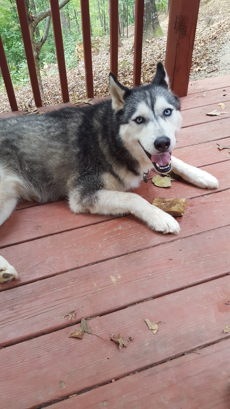 Shadow, an adoptable Siberian Husky in Ellijay, GA, 30540 | Photo Image 3