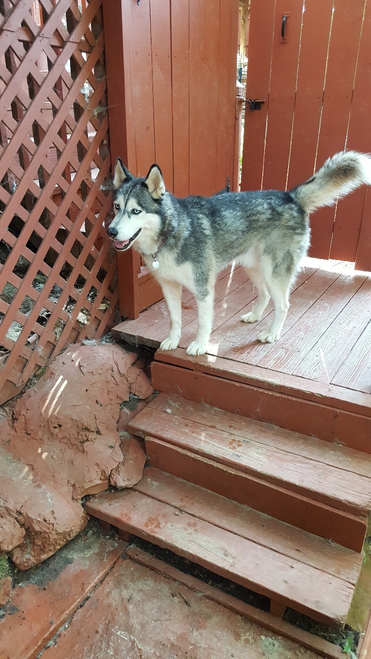 Shadow, an adoptable Siberian Husky in Ellijay, GA, 30540 | Photo Image 4