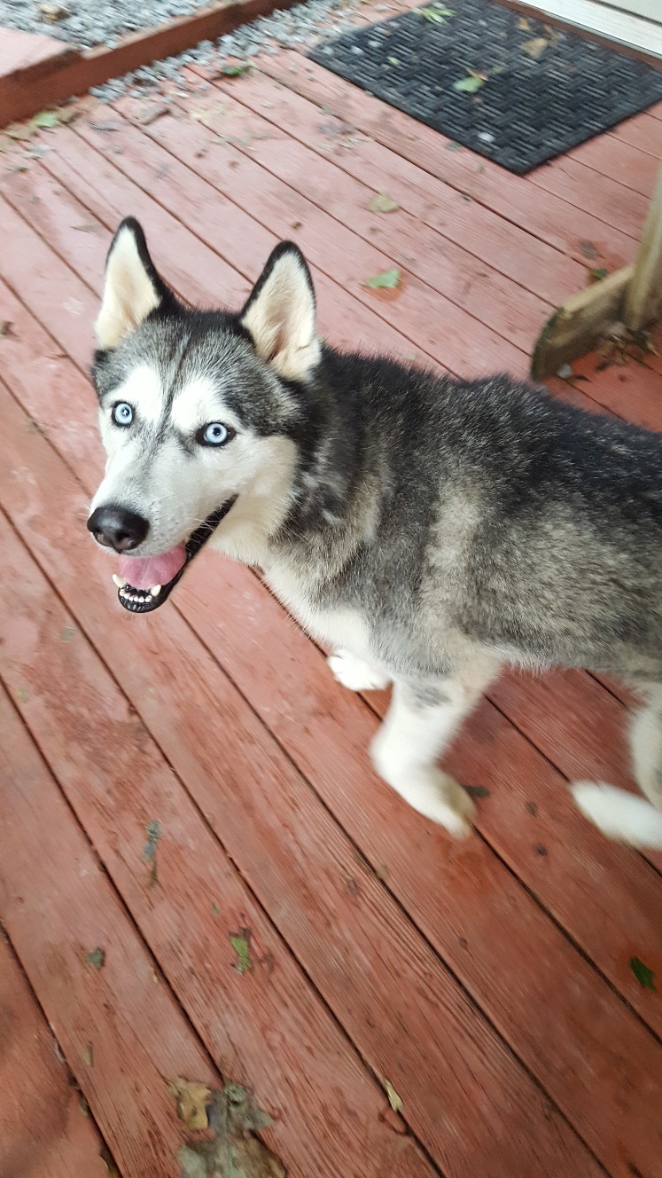 Shadow, an adoptable Siberian Husky in Ellijay, GA, 30540 | Photo Image 6