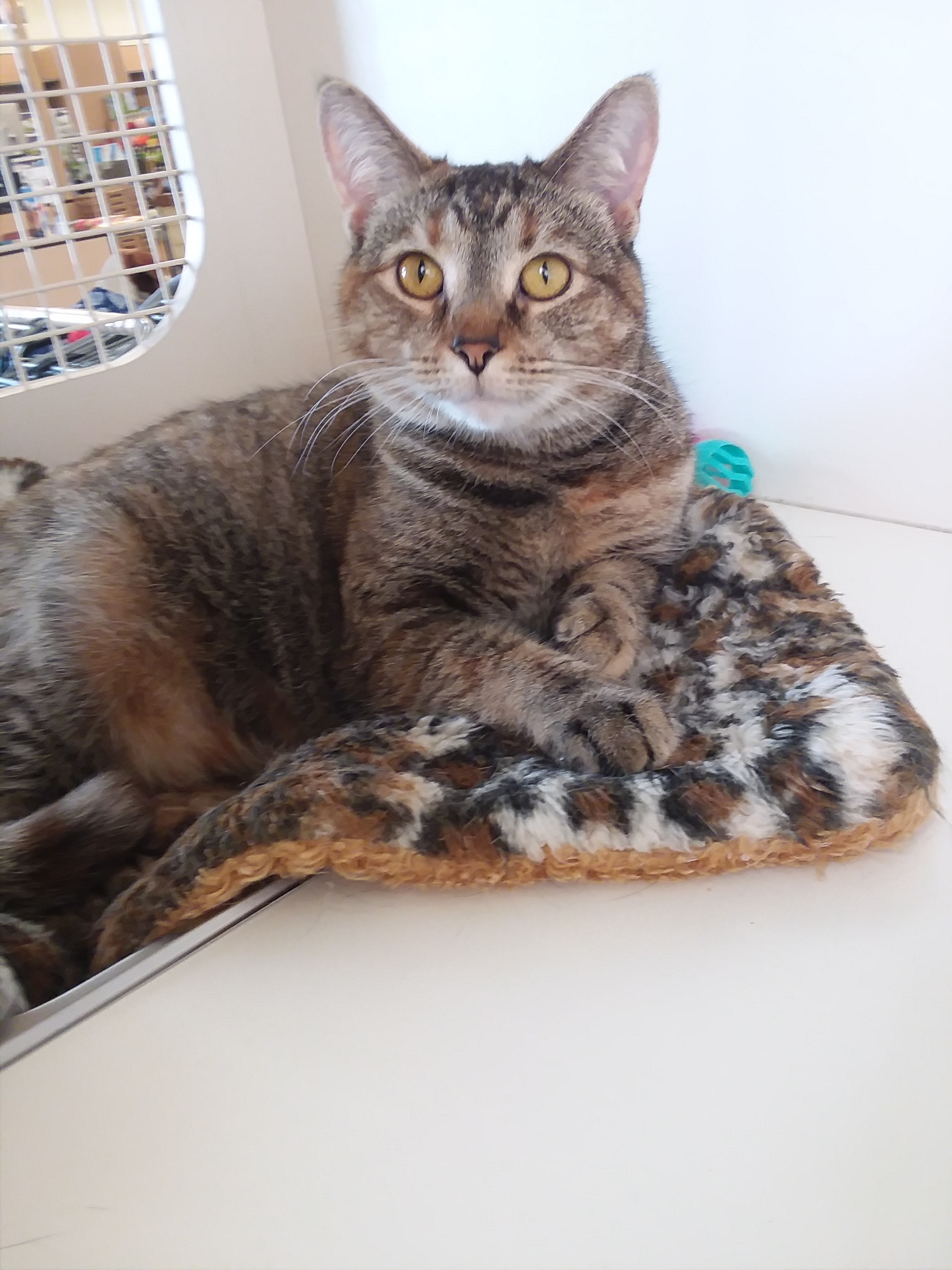 Stella, an adoptable Domestic Short Hair, Torbie in Andover, KS, 67002 | Photo Image 3