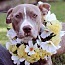 Molly, an adoptable American Staffordshire Terrier in Tuttle, OK_image-1
