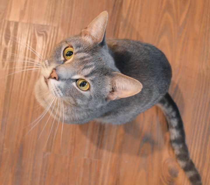 Aries-Jackson Galaxy Cat Pawsitive program Trained Cat! 2