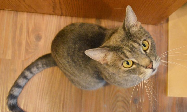 Aries-Jackson Galaxy Cat Pawsitive program Trained Cat! 6