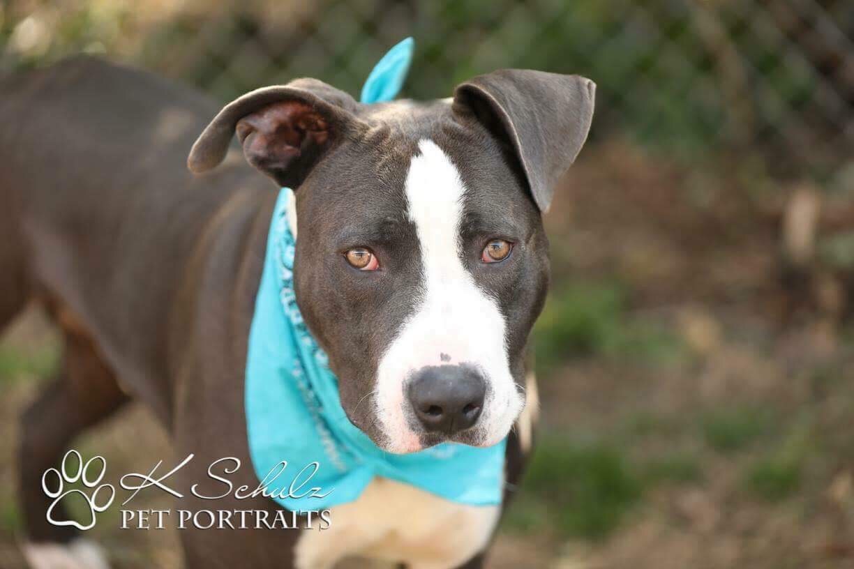 Groot, an adoptable Pit Bull Terrier in Quinter, KS, 67752 | Photo Image 2