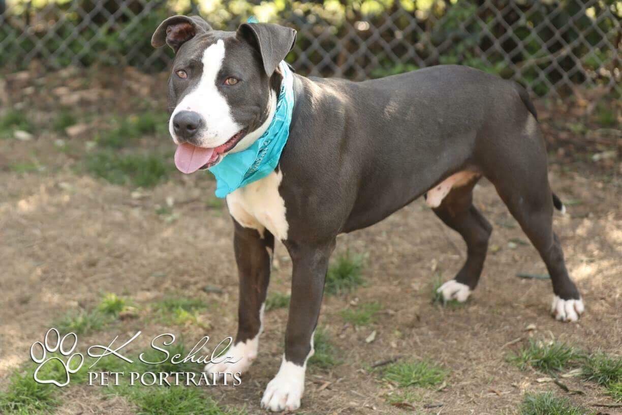 Groot, an adoptable Pit Bull Terrier in Quinter, KS, 67752 | Photo Image 3