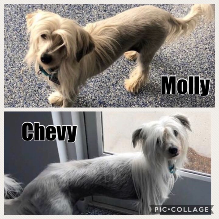 Chevy & Molly ***BONDED PAIR*** 2