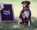 Scrappy, an adoptable American Staffordshire Terrier Mix in Tuttle, OK_image-1
