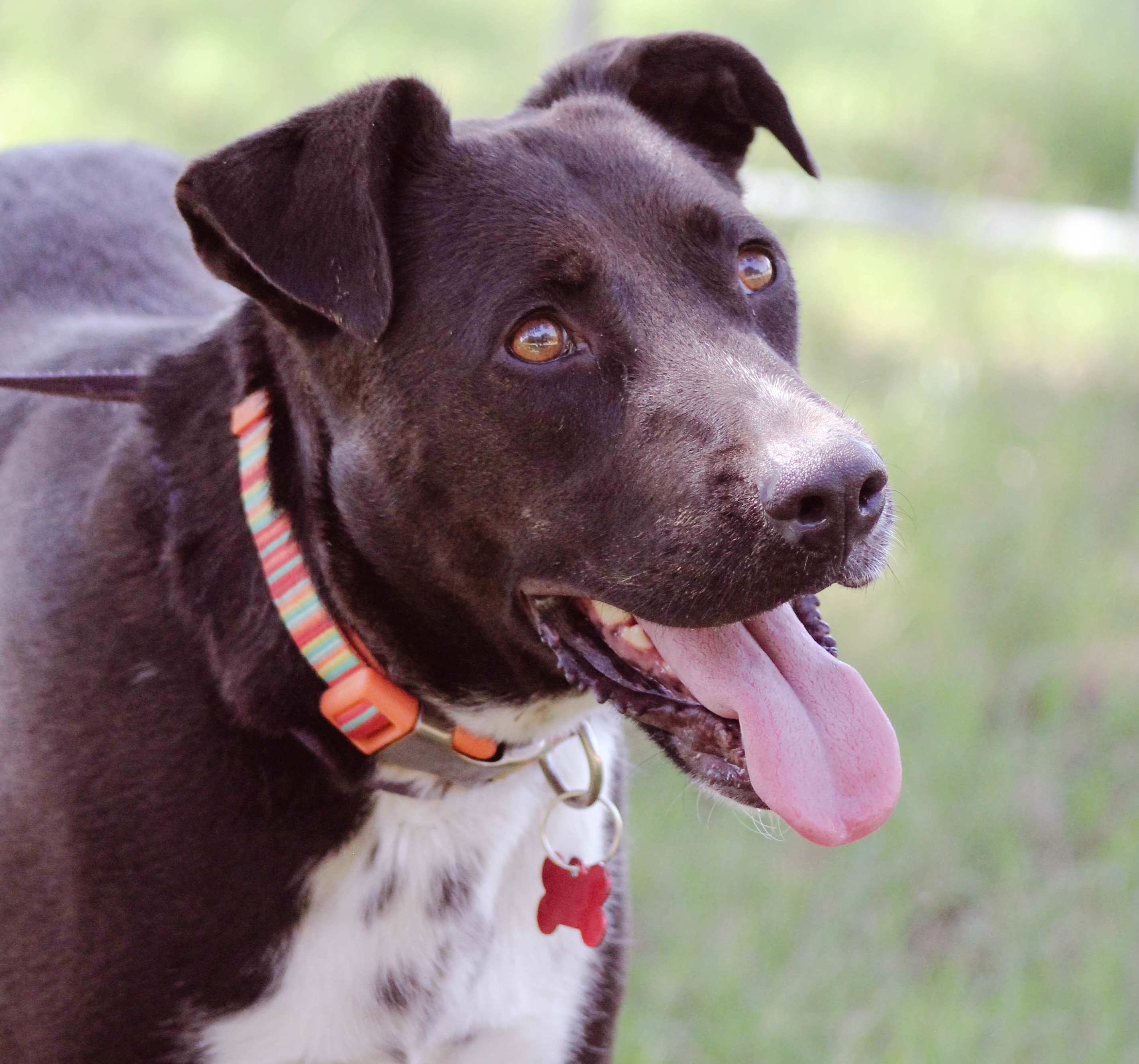 Darby, an adoptable Border Collie in Tuttle, OK, 73089 | Photo Image 1