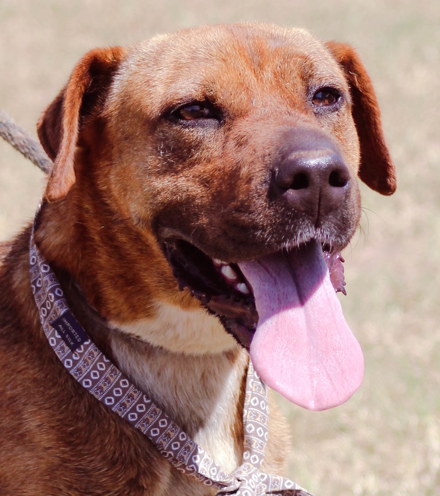 Darla, an adoptable Beagle in Tuttle, OK, 73089 | Photo Image 1