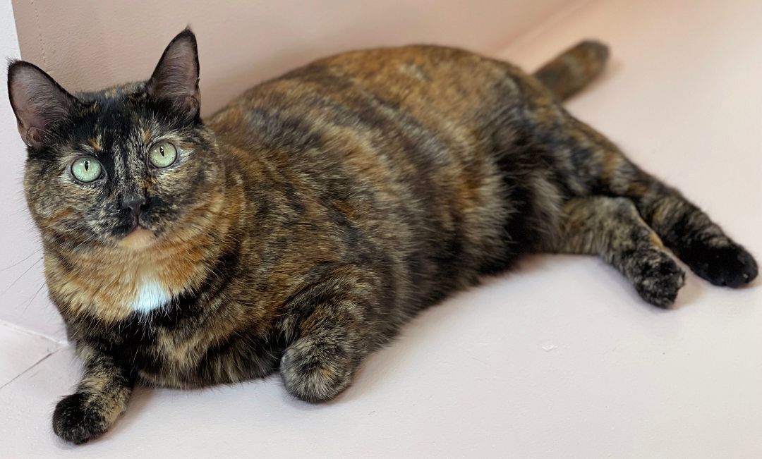 Gert, an adoptable Domestic Short Hair in Charles Town, WV, 25414 | Photo Image 2
