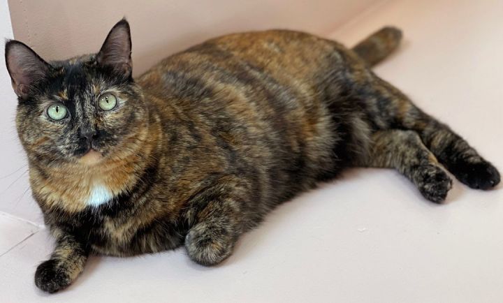 Gert, an adoptable Domestic Short Hair in Charles Town, WV_image-2