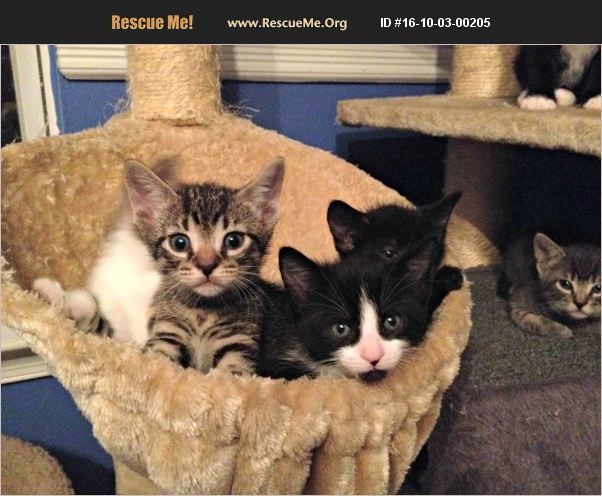 Kittens litter 5, an adoptable American Shorthair & Domestic Long Hair Mix in Howell, NJ_image-1