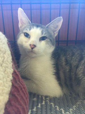 Duchess- Affectionate Friendly FIV+