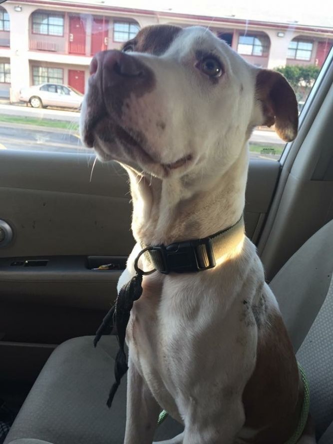 Bigby