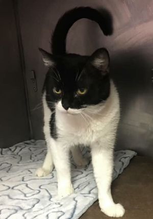 Beautiful Eartha Kitty is a black and white female domestic short hair who came to us from a local 