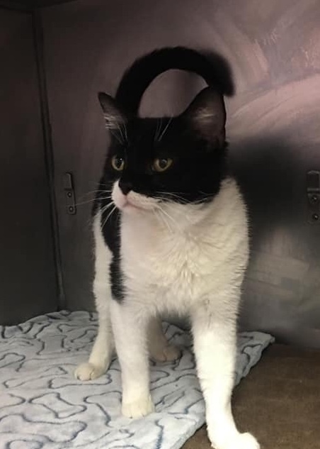 Cat for adoption - Eartha Kitty, a Domestic Short Hair in Beverly Hills