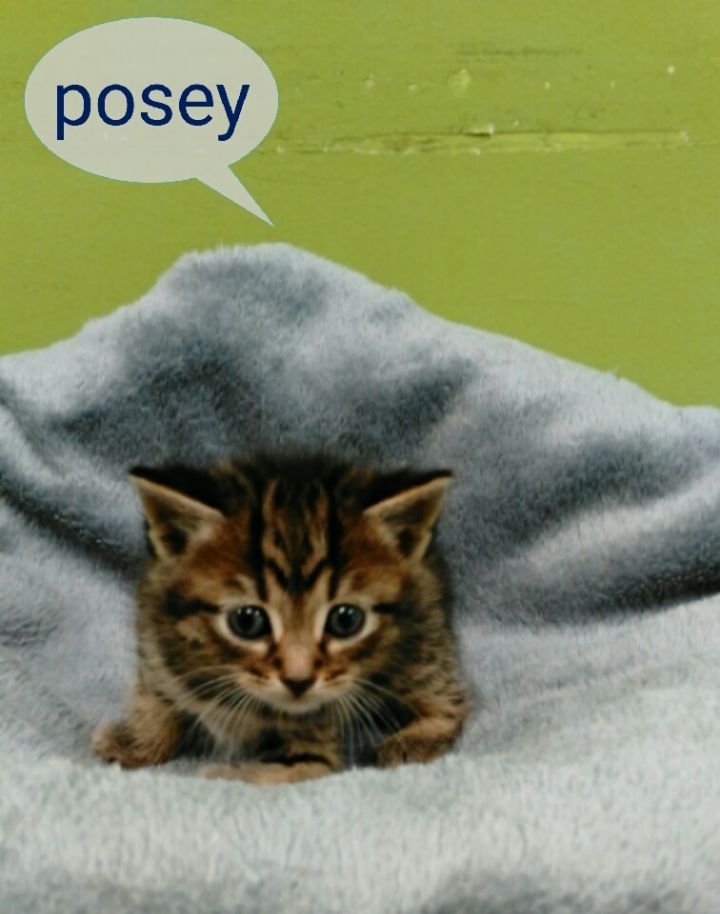 Posey, an adoptable Domestic Short Hair in Barnwell, SC_image-2