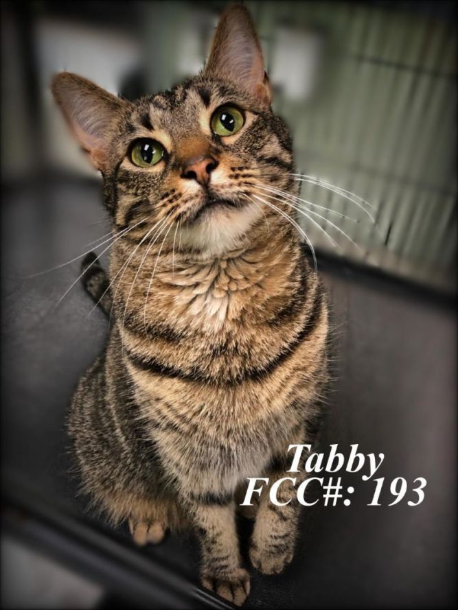 Tabby