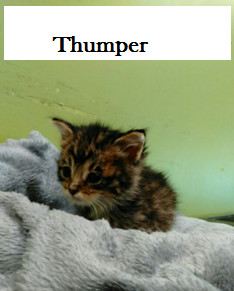 Thumper, an adoptable Domestic Short Hair in Barnwell, SC_image-2