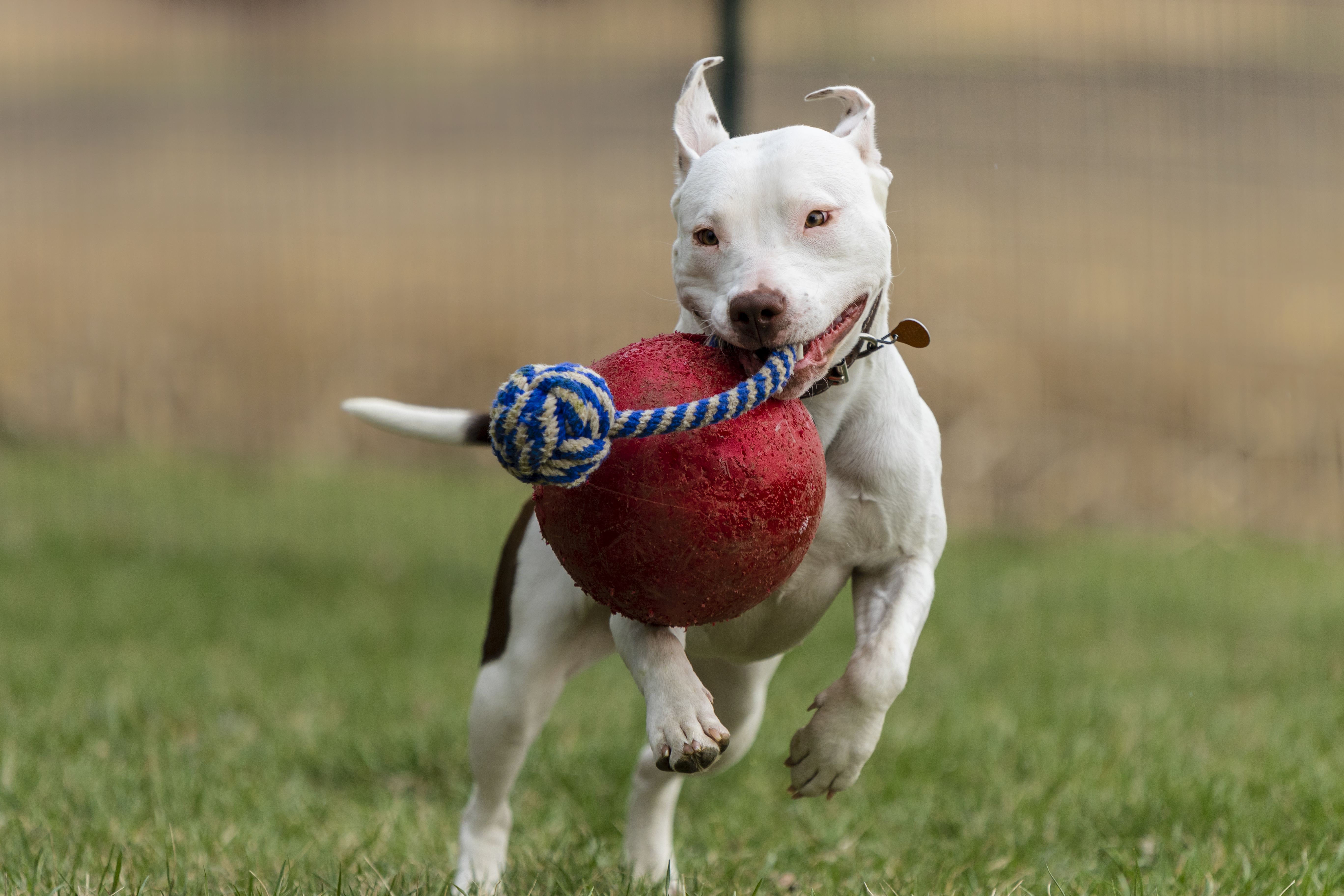 Elsa, an adoptable American Staffordshire Terrier, American Bulldog in Madison, WI, 53704 | Photo Image 2