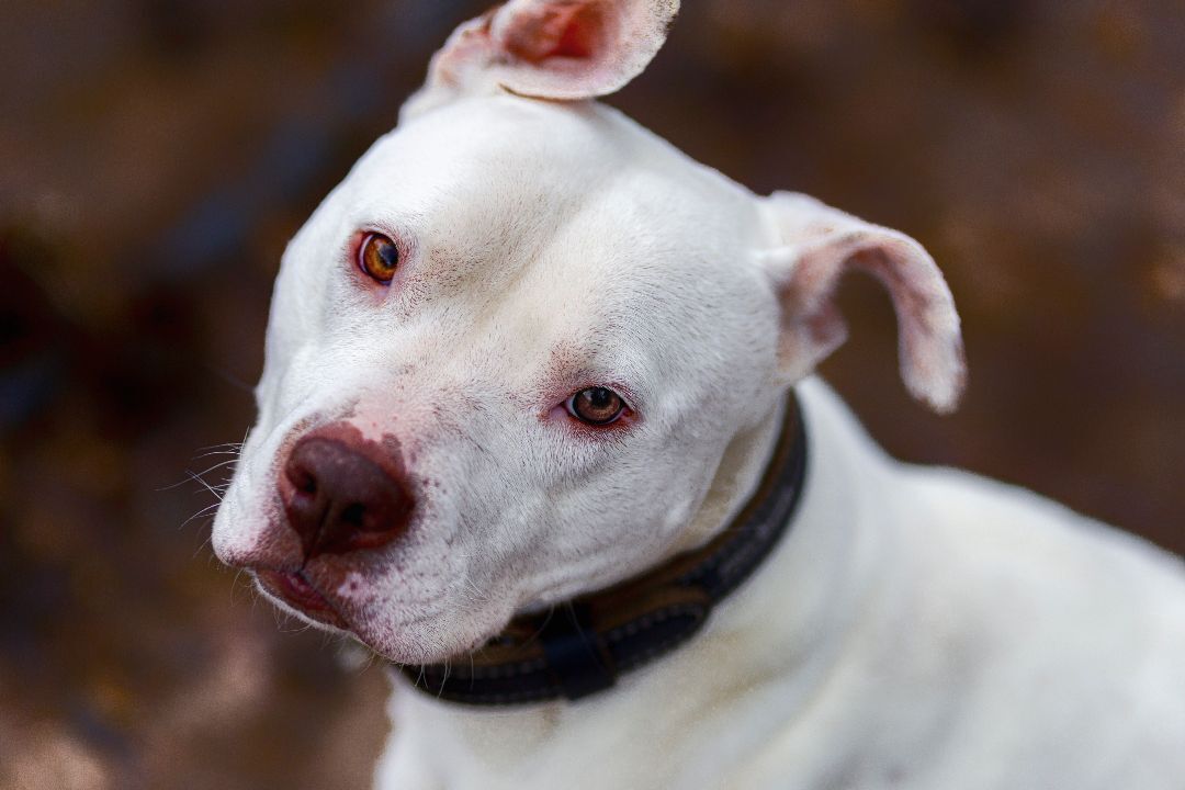 Elsa, an adoptable American Staffordshire Terrier, American Bulldog in Madison, WI, 53704 | Photo Image 1