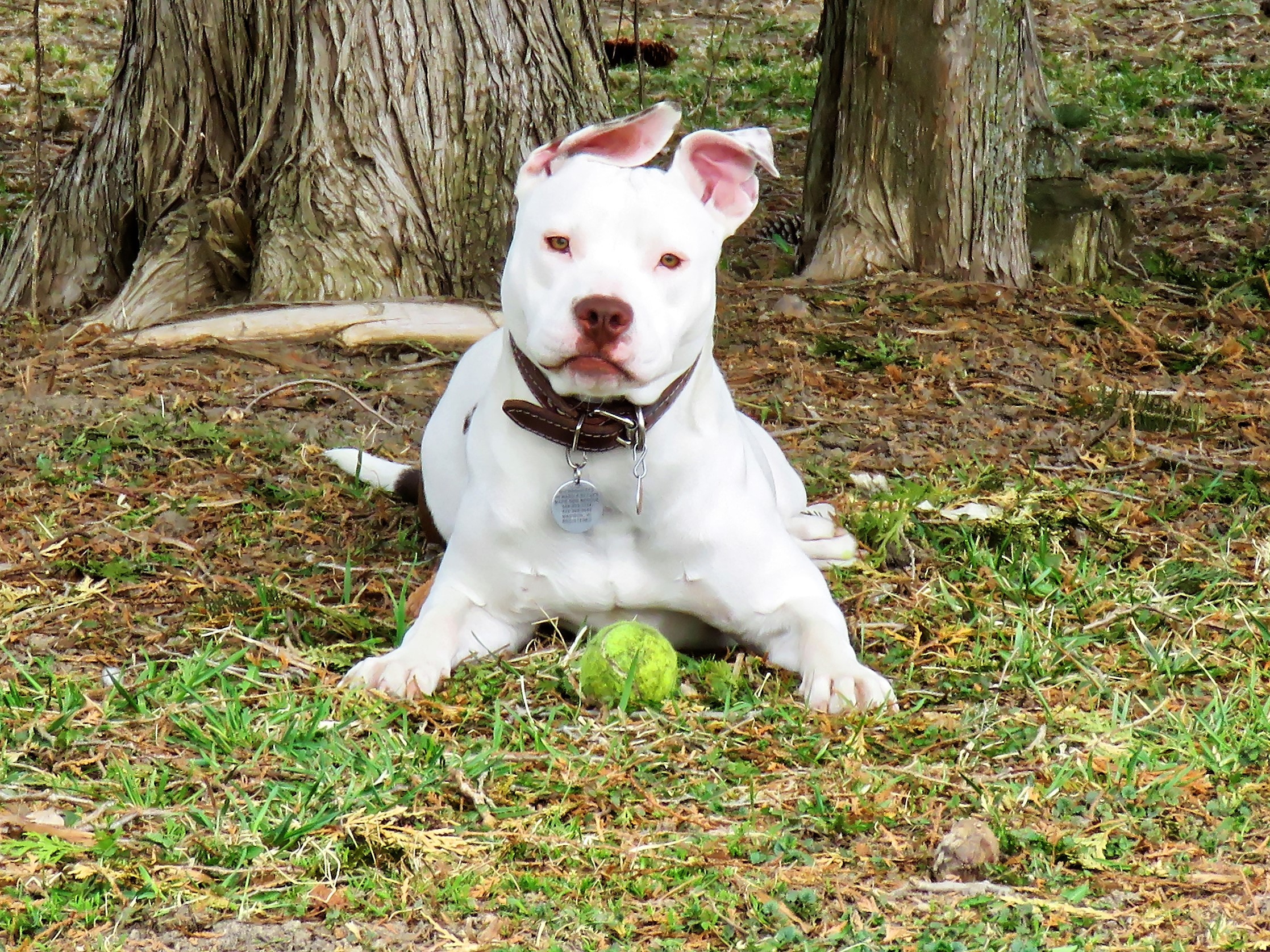 Elsa, an adoptable American Staffordshire Terrier, American Bulldog in Madison, WI, 53704 | Photo Image 3